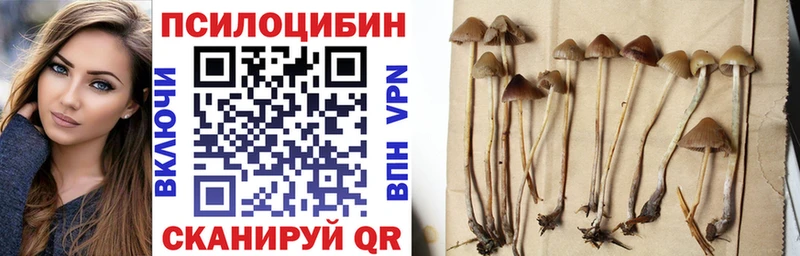 Псилоцибиновые грибы Psilocybine cubensis  Чаплыгин 